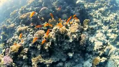 带鱼群的热带珊瑚礁